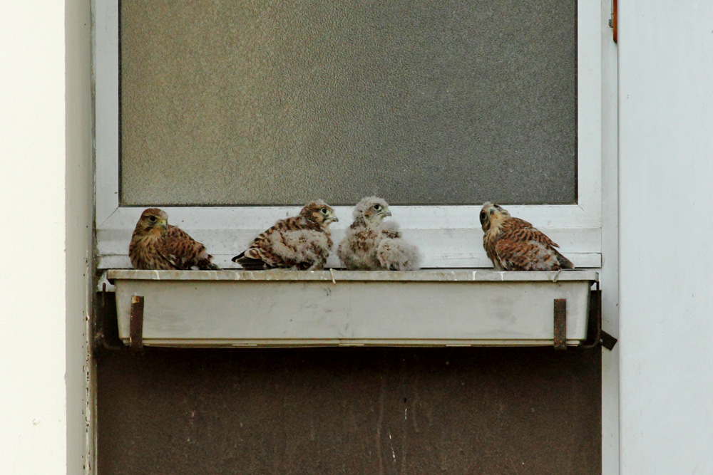 nid de faucons crécerelles à Paris