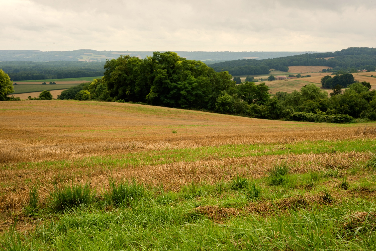 Fields at Chemin des Dames.