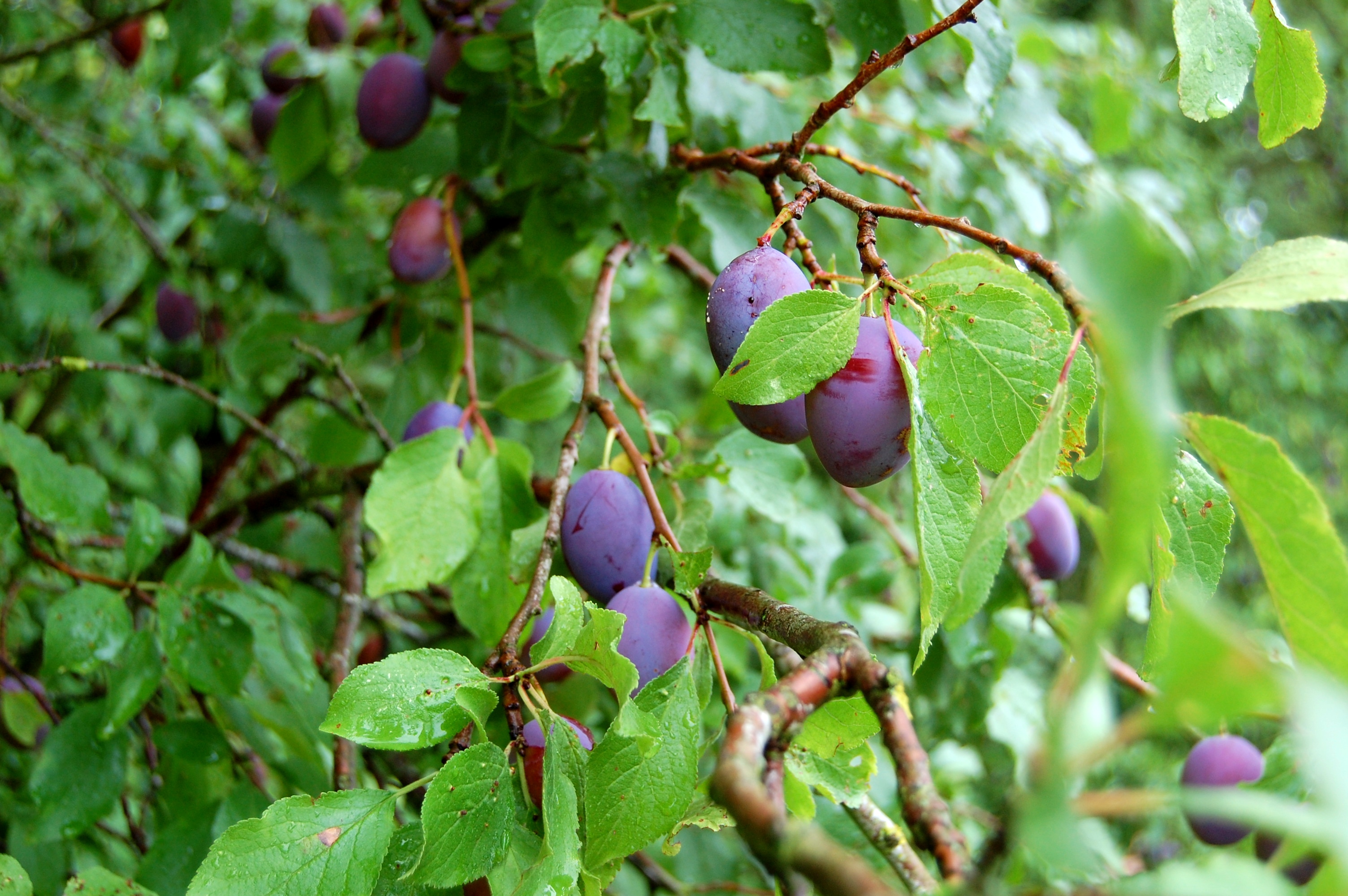 Plums on the former battlefield.