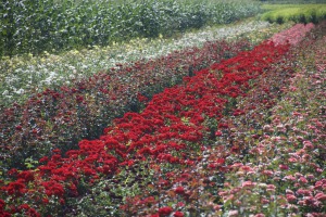 Les clients de l'entreprise Ciumbrud Plants peuvent admirer les roses dans un champ.  © Pétronille Tofidji